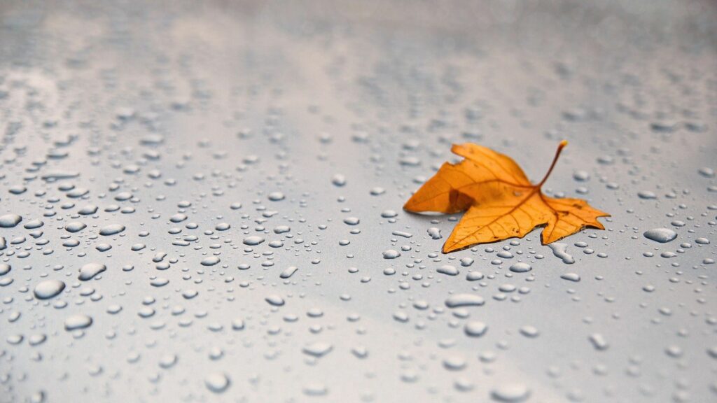 Serene Maple Leaf on Water-Drops Wallpaper Background