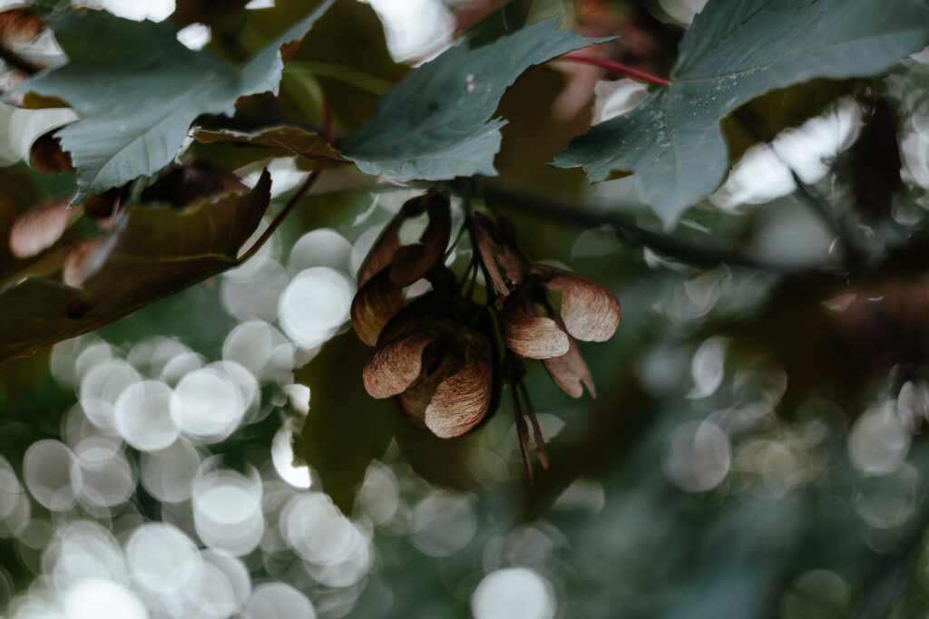 Serene Maple Leaves Wallpaper with Bokeh Effect Background