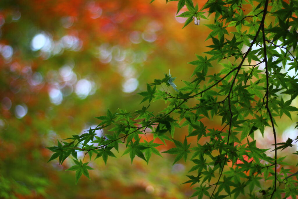 Vibrant Maple Tree Leaves Macro Wallpaper with Artistic Background