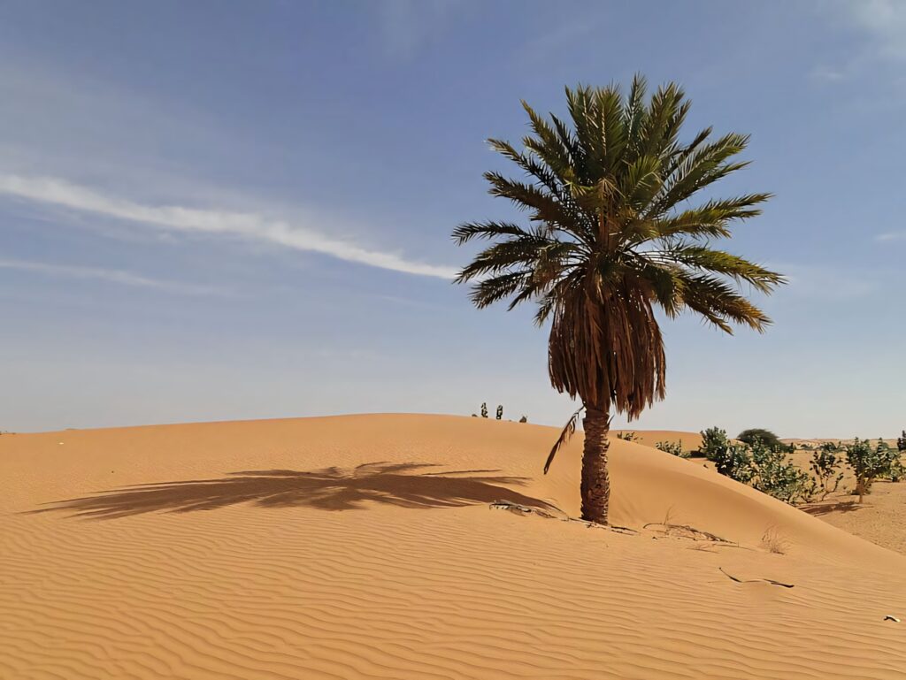 Serene Mauritania Desert Wallpaper: Palm Tree & Golden Dunes