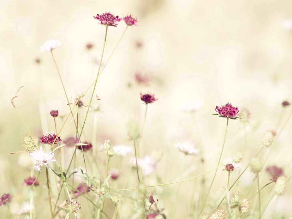 Serene Meadow Wallpaper: Delicate Flowers & Tranquil Background