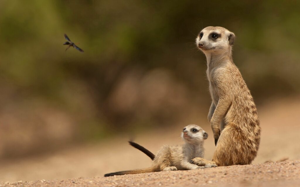 Serene Meerkat Duo on Sand: Curious Nature in Soft Green Background Wallpaper