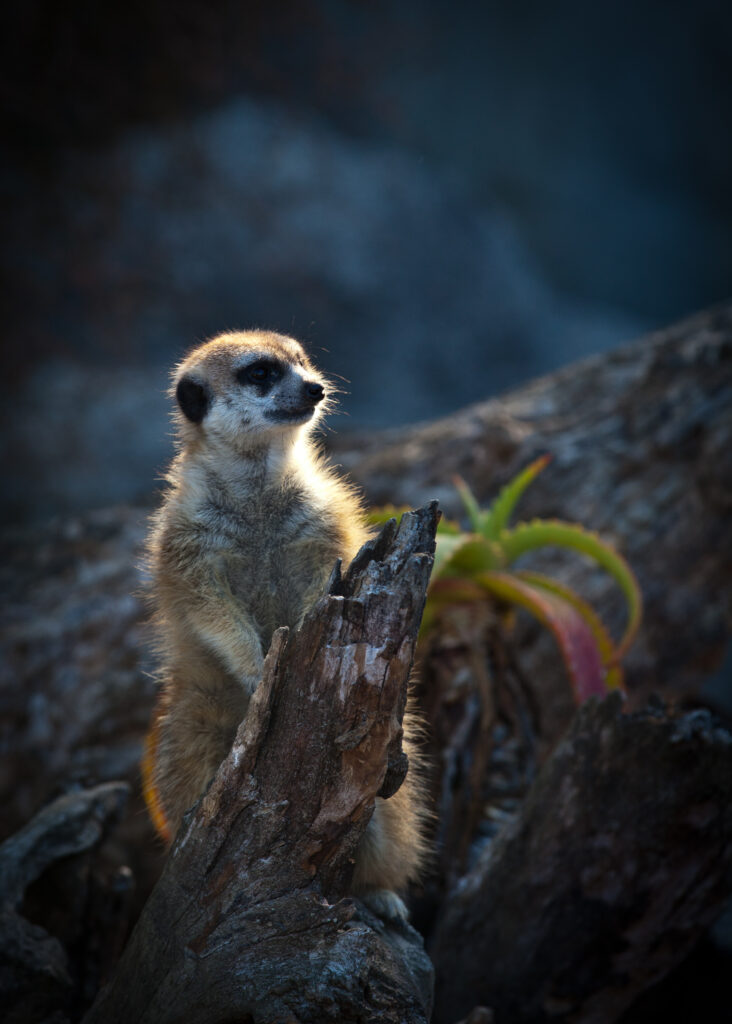 Meerkat Perched on Wood: Serene Earthy Background Wallpaper