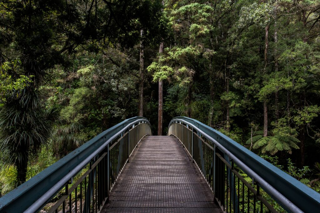 Metal bridge pathway through dense forest with tall trees lush greenery serene nature wallpaper