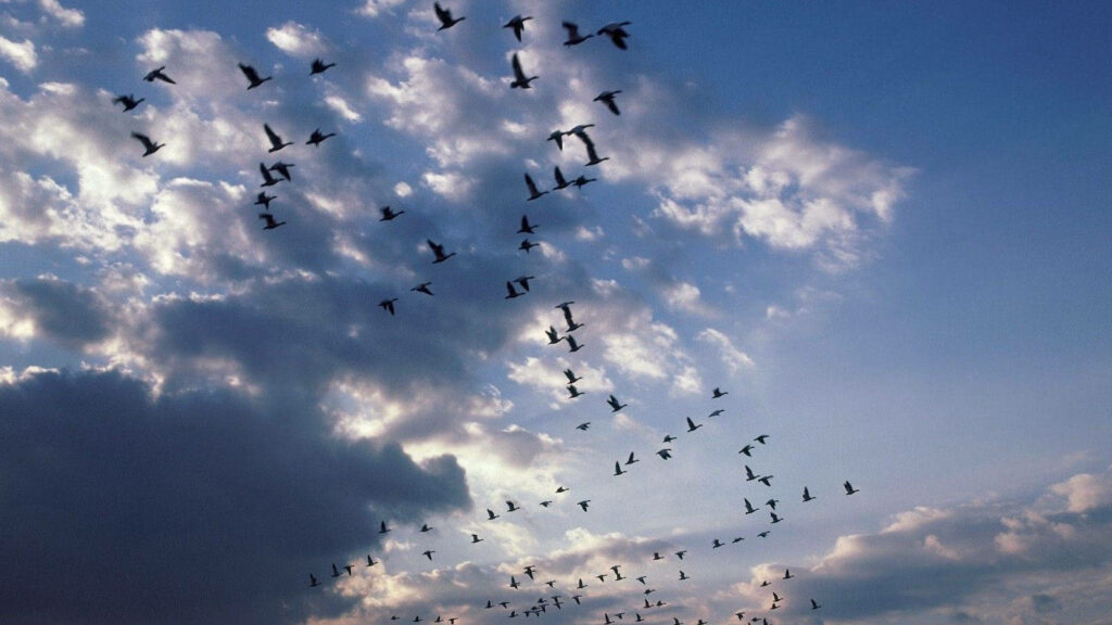 Tranquil Sky Wallpaper: Migratory Birds in Serenity and Harmony