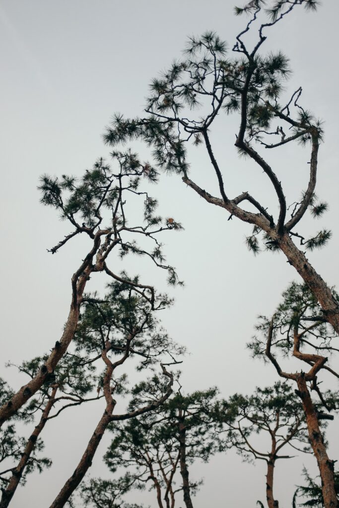 Tall conifer trees with slender branches under a pale overcast sky minimalistic nature wallpaper
