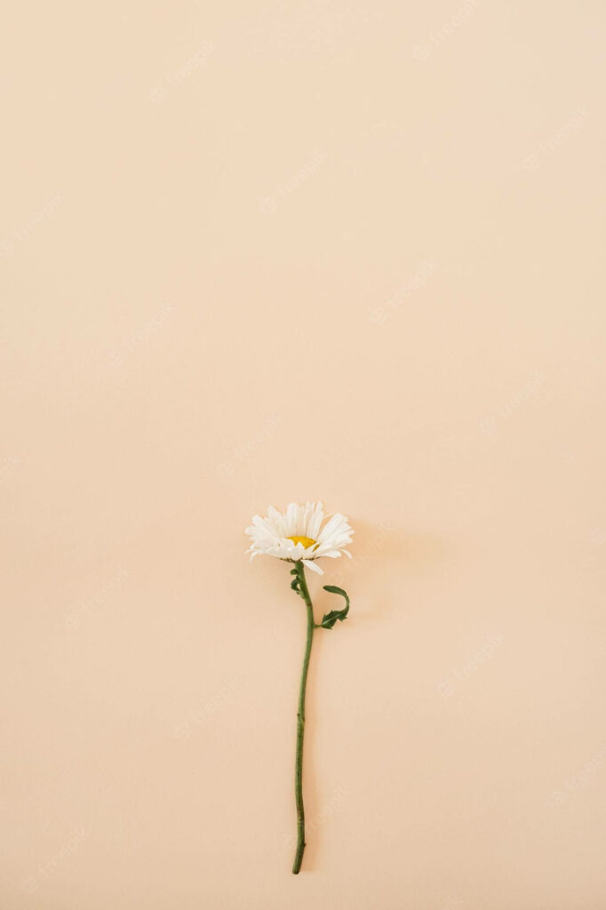 Minimalist Daisy Wallpaper: Elegant Beige Background for Serenity