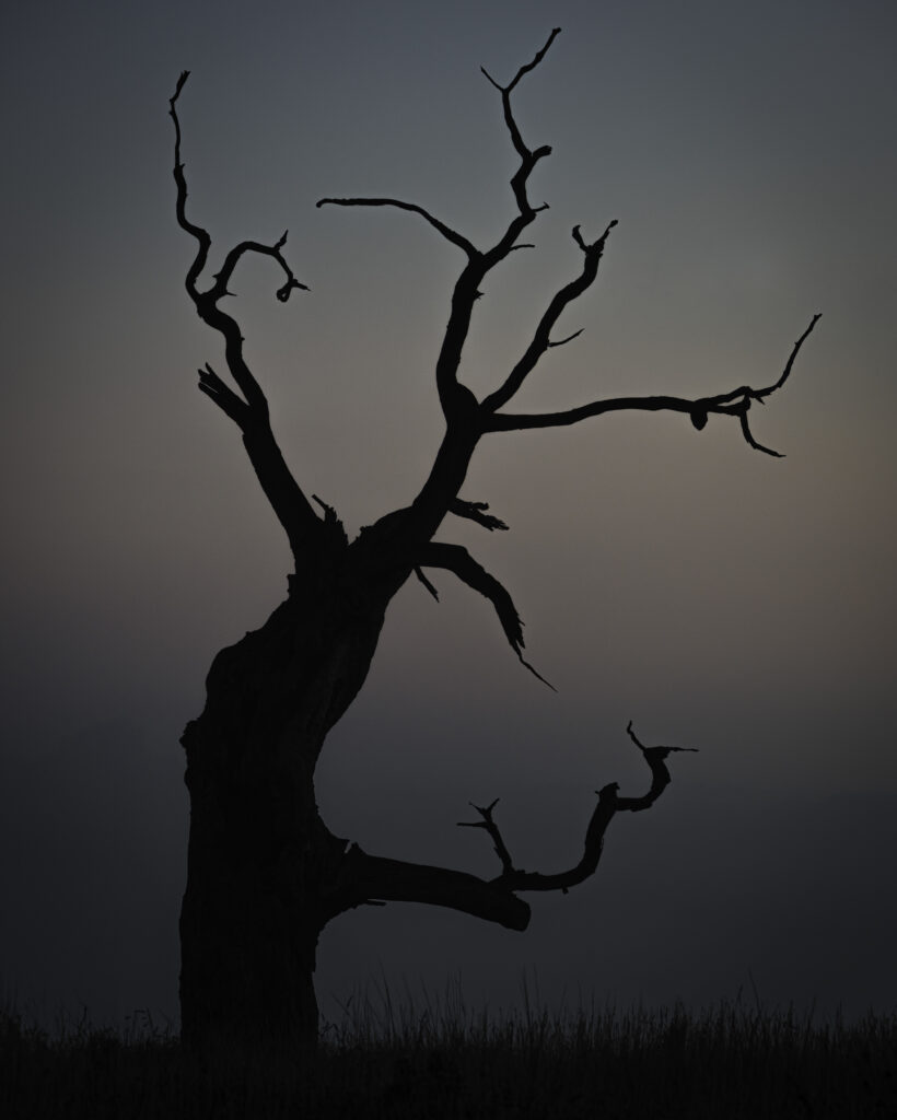 Minimalist wallpaper with leafless tree silhouette at dusk sky in soft blue and pink tones