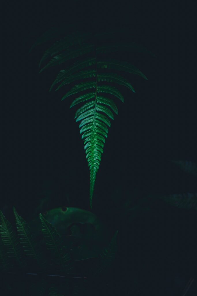 “Serene Minimalist Wallpaper: Green Fern Leaf on Dark Background”