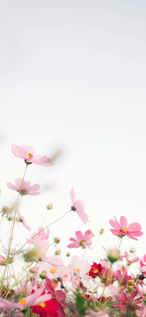 Calming Pink Cosmos Wallpaper - Serene Minimalist Background