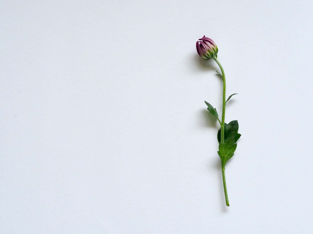Minimalist Flower Wallpaper: Serene Green Leaves on White Background