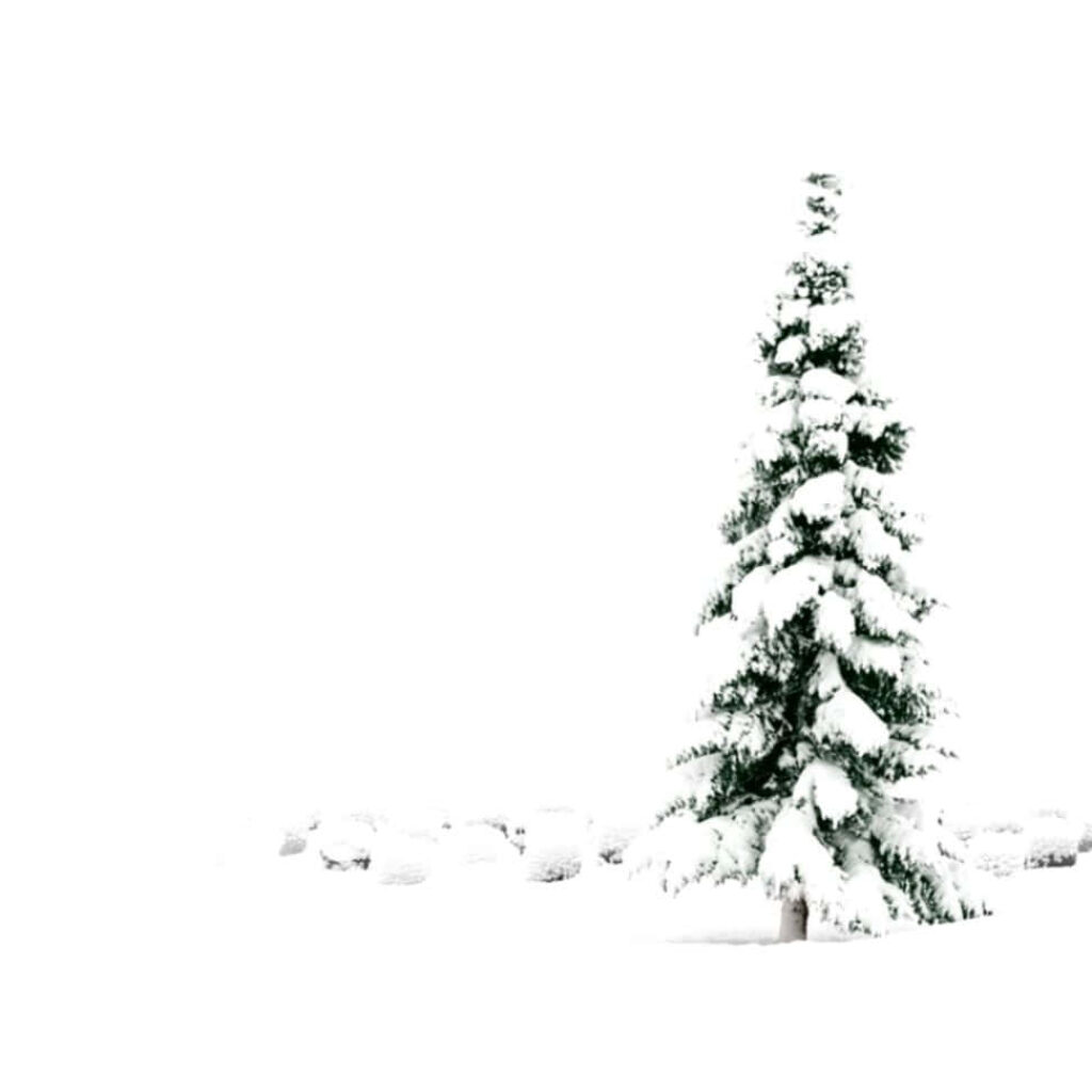 Serene Minimalist Wallpaper: Snow-Covered Evergreen on White Background