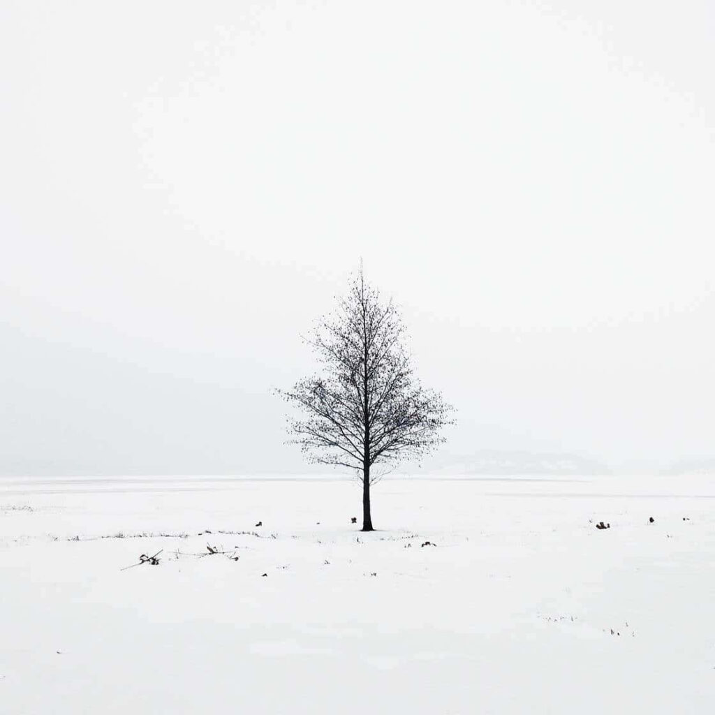 Serene Minimalist Wallpaper: Solitary Tree in Snowy Landscape
