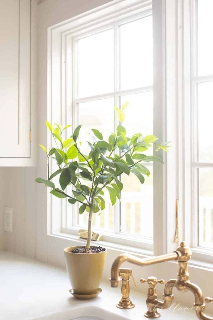 Serene Minimalist Wallpaper: Sunlit Interior with Potted Plant