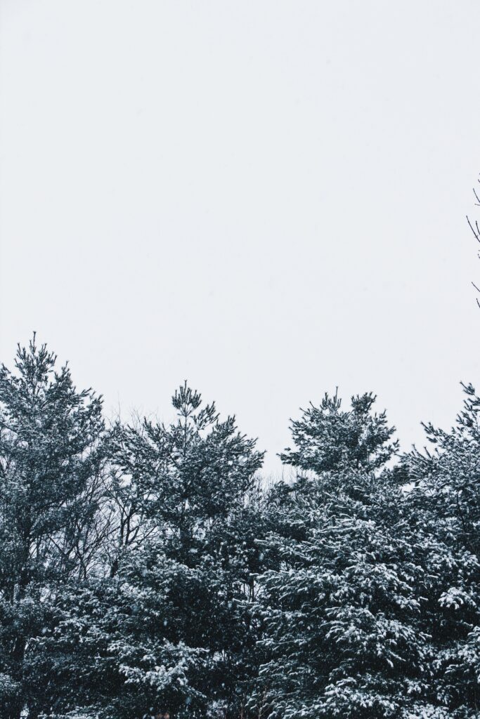 Minimalist winter landscape wallpaper with snow-covered trees and pale white sky serene background