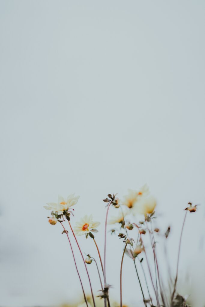 Serene Minimalistic Flower Wallpaper: Delicate Blooms & Soft Background