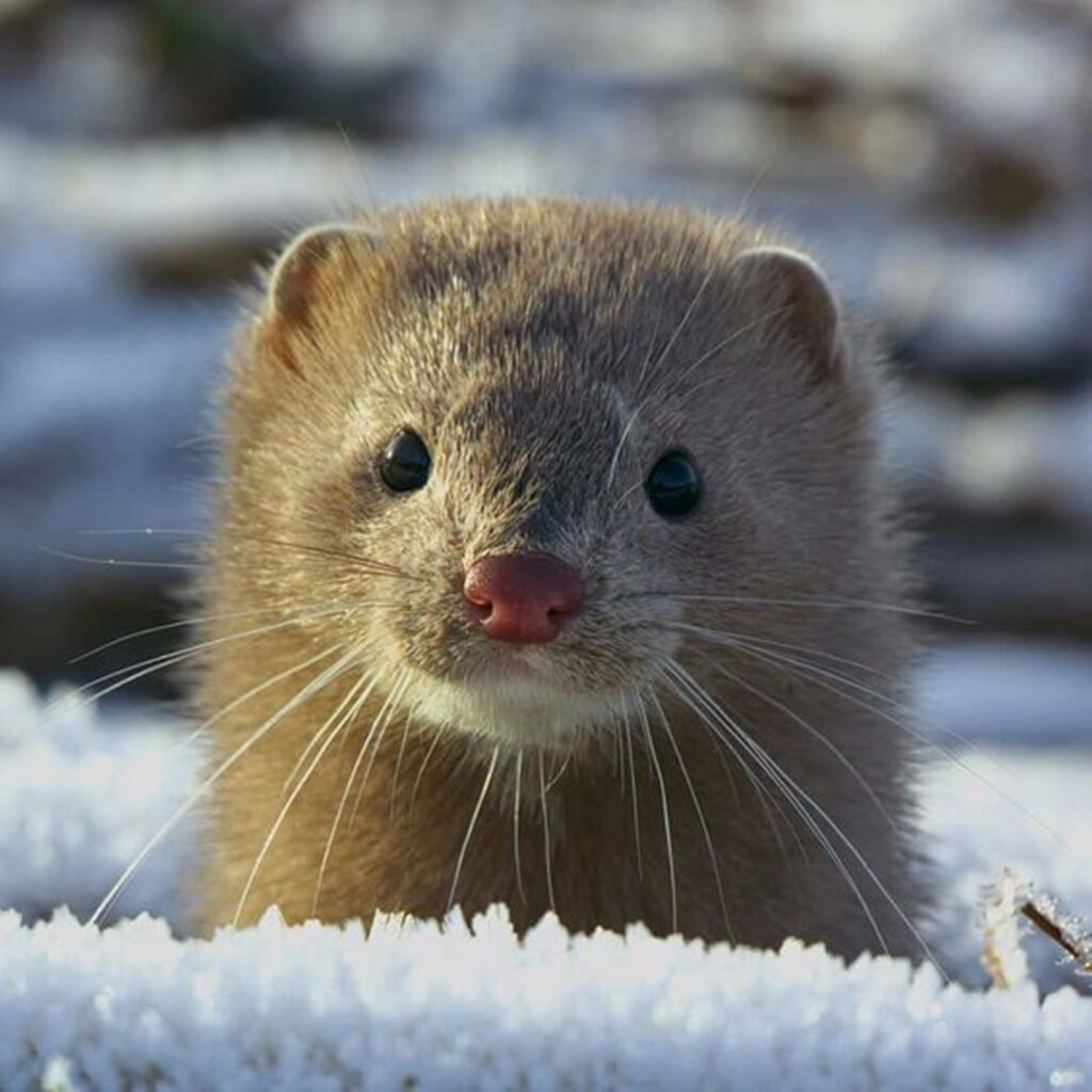 Serene Mink Wallpaper: Snowy Wilderness Background for Your Device