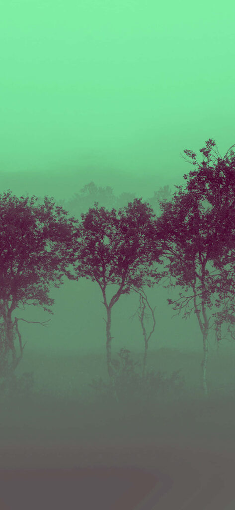 Serene Mist-Covered Forest Wallpaper: Tranquil Green Background