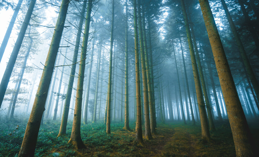 Serene forest wallpaper with tall trees misty sky soft fog and gentle light on green foliage
