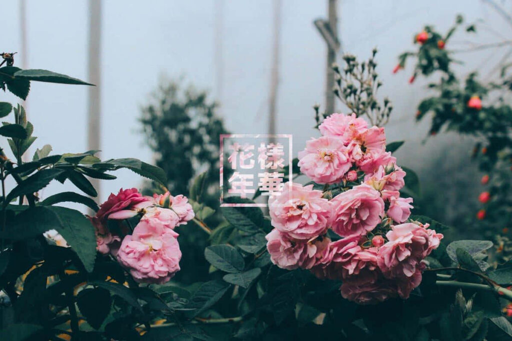 Serene Misty Garden Wallpaper with Vibrant Pink Roses
