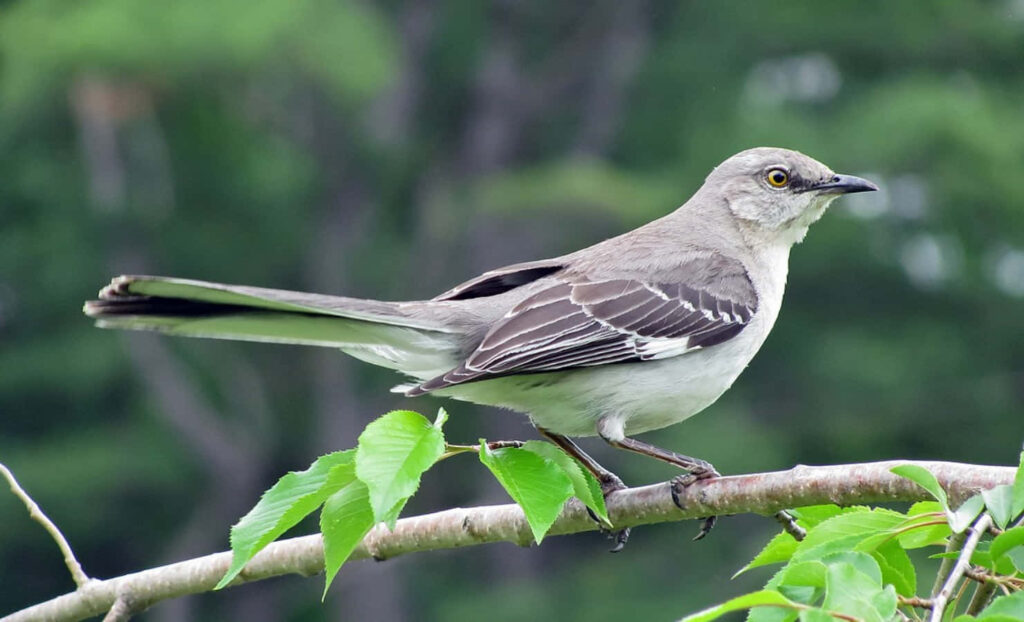 Tranquil Mockingbird Wallpaper: Serene Nature Background