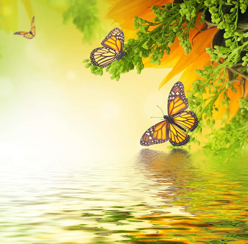 Vibrant Monarch Butterflies on Serene Greenery Wallpaper Background
