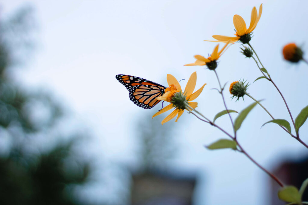 Monarch Butterfly on Yellow Flower: Serene Nature Wallpaper