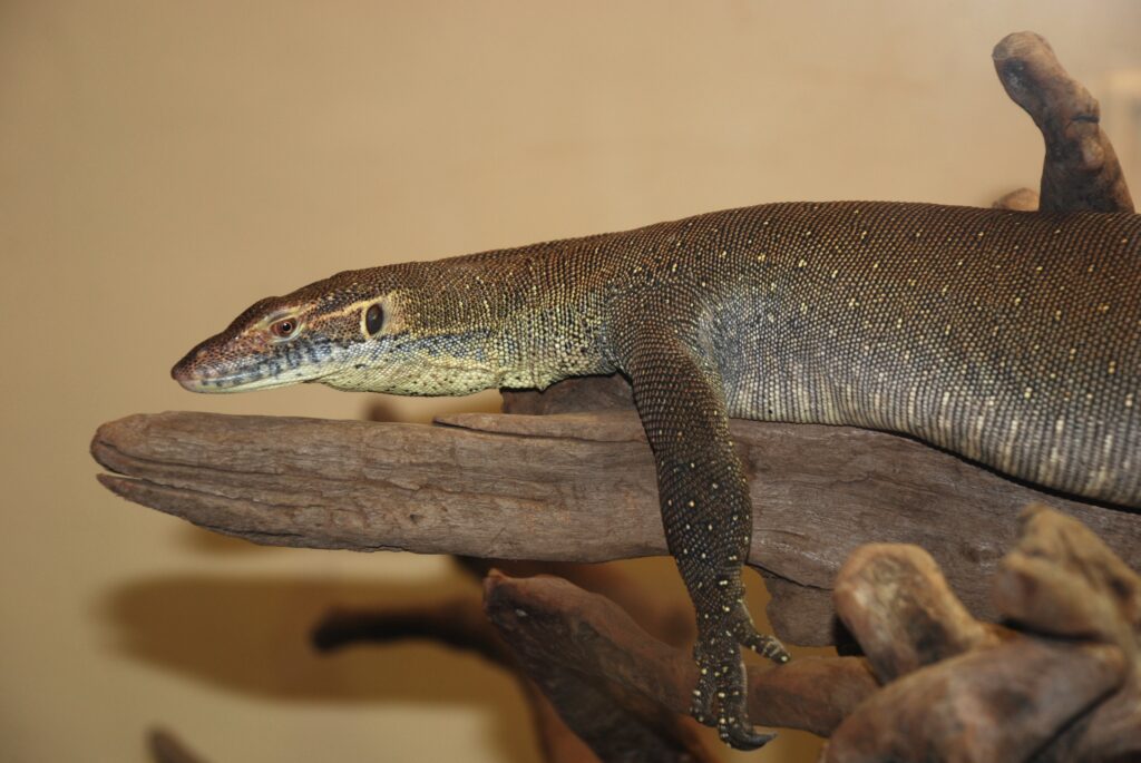 Serene Monitor Lizard on Driftwood - Nature's Earthy Wallpaper