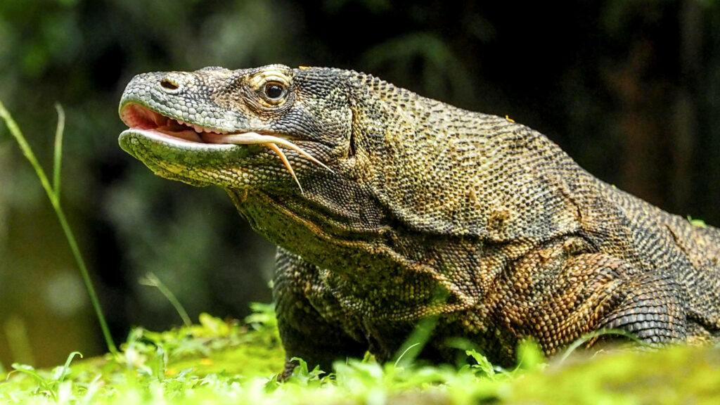 Serene Monitor Lizard on Lush Grass - Nature's Calm Moment Wallpaper