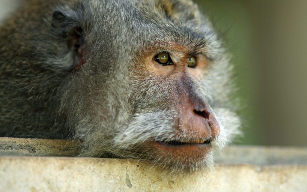 Close-Up Monkey Face: Expressive Eyes & Textured Fur Wallpaper