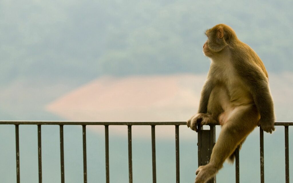Serene Monkey Wallpaper: Calm Aesthetic with Lush Green Landscapes