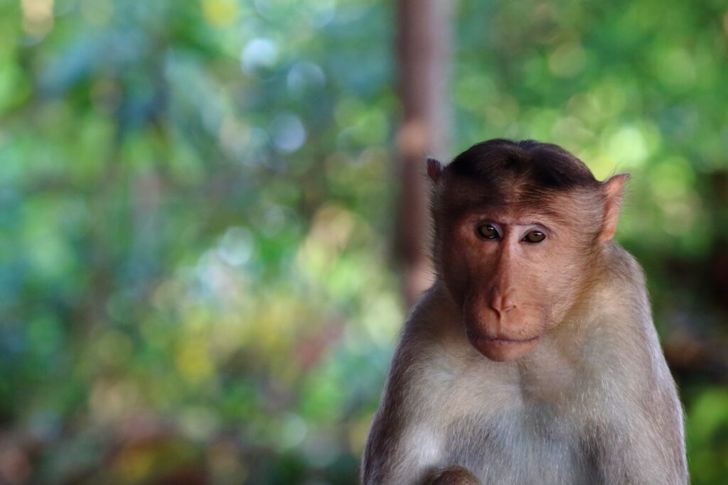 Expressive Monkey Face Wallpaper with Lush Green Blurred Background