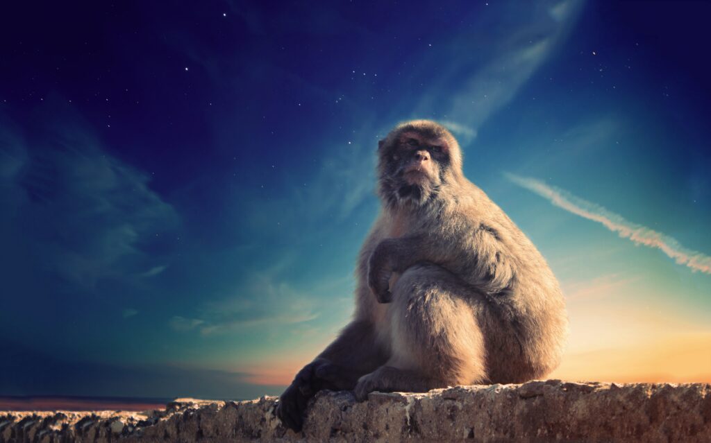 Contemplative Monkey Wallpaper: Twilight Wildlife Serenity Background