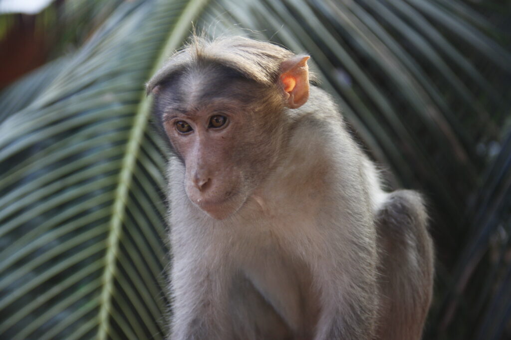 Contemplative Monkey Wallpaper: Lush Green Nature Background