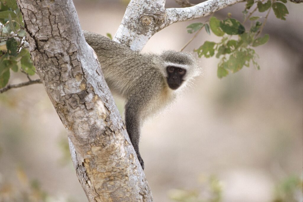 Serene Monkey Wallpaper: Lush Greenery & Tree Branch Background