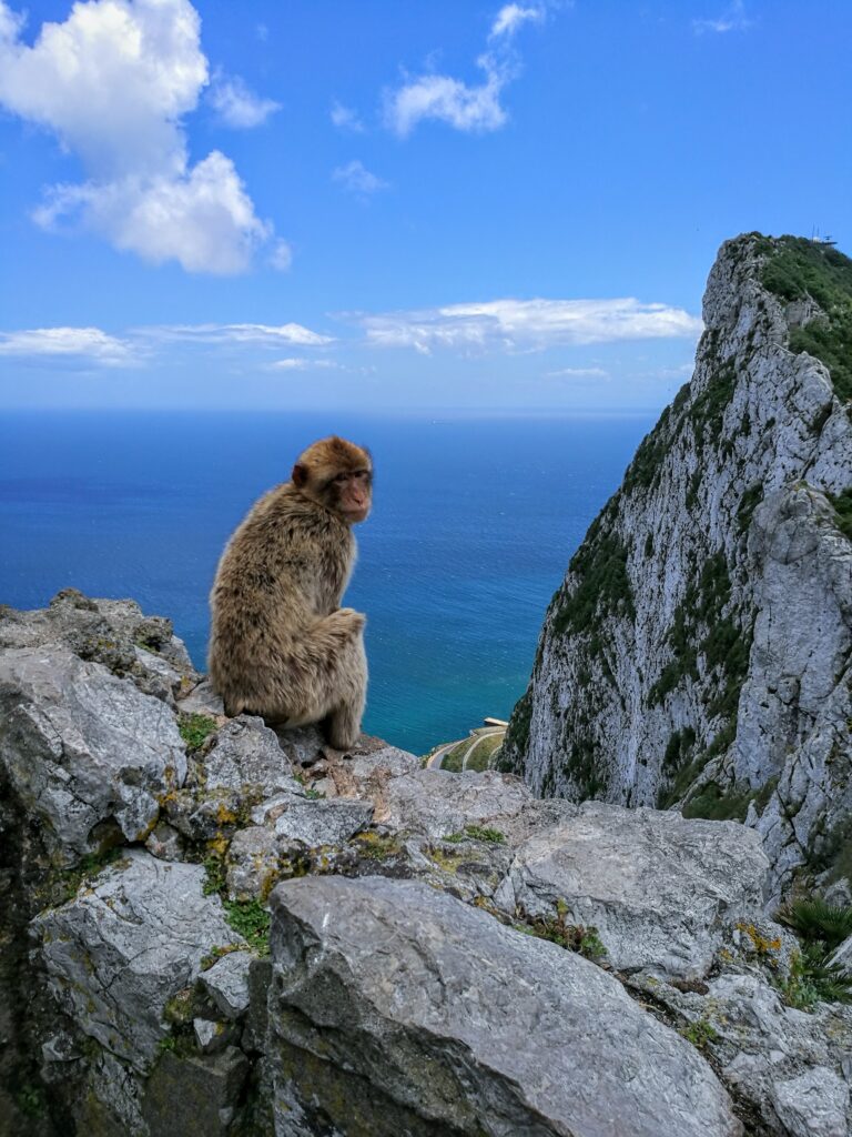 Serene Monkey Wallpaper: Majestic Cliffs & Tranquil Sea View
