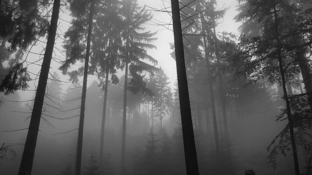 Serene Monochromatic Forest Wallpaper - Misty Nature Background