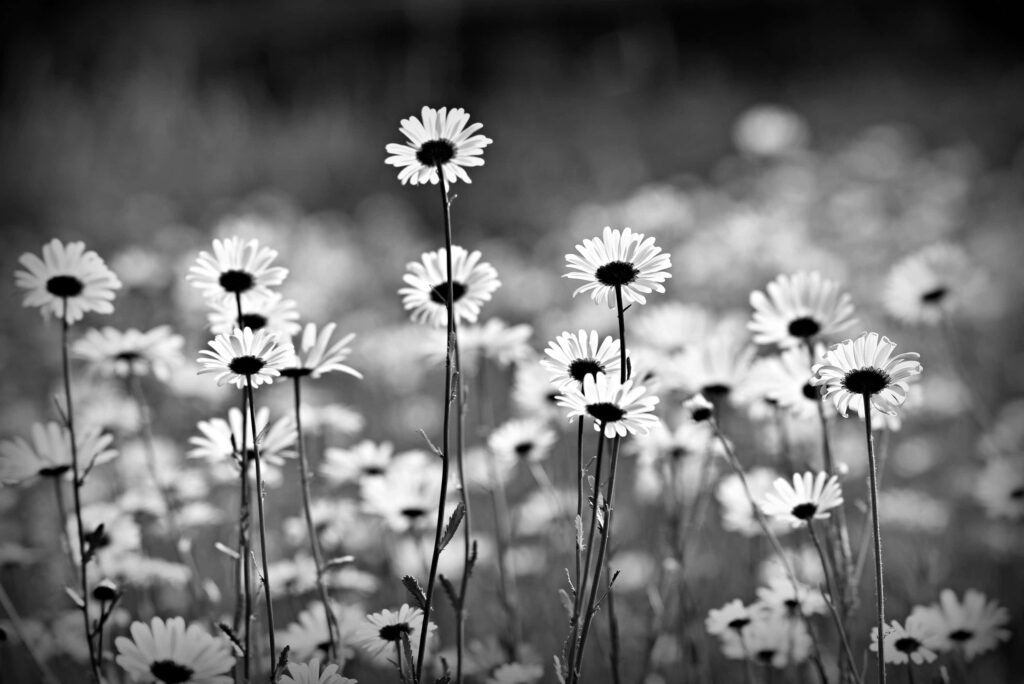Monochrome Daisy Field Wallpaper: Serene Floral Beauty Background