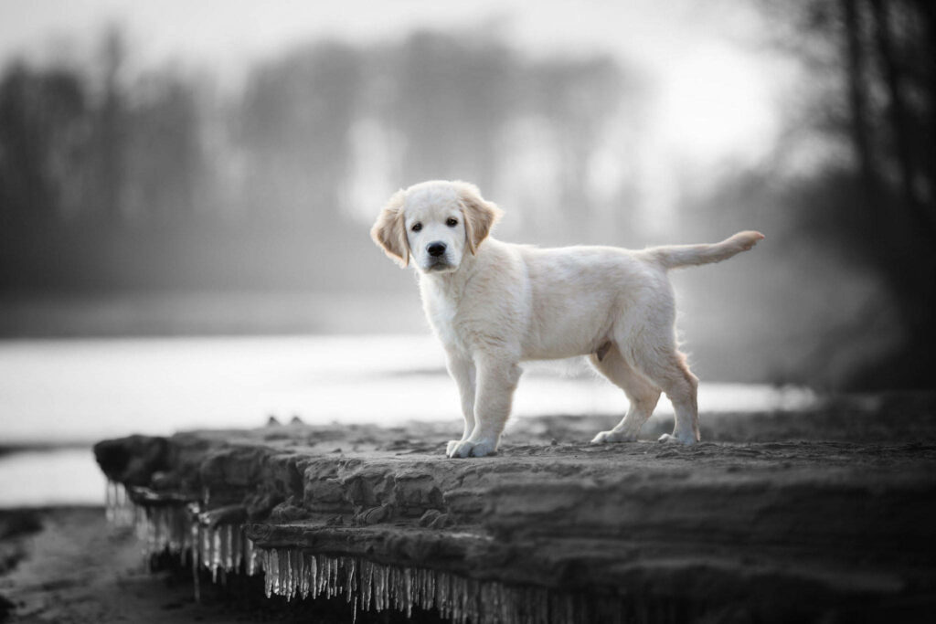 Serene Monochrome Labrador Puppy by Calm Riverside - Wallpaper Background