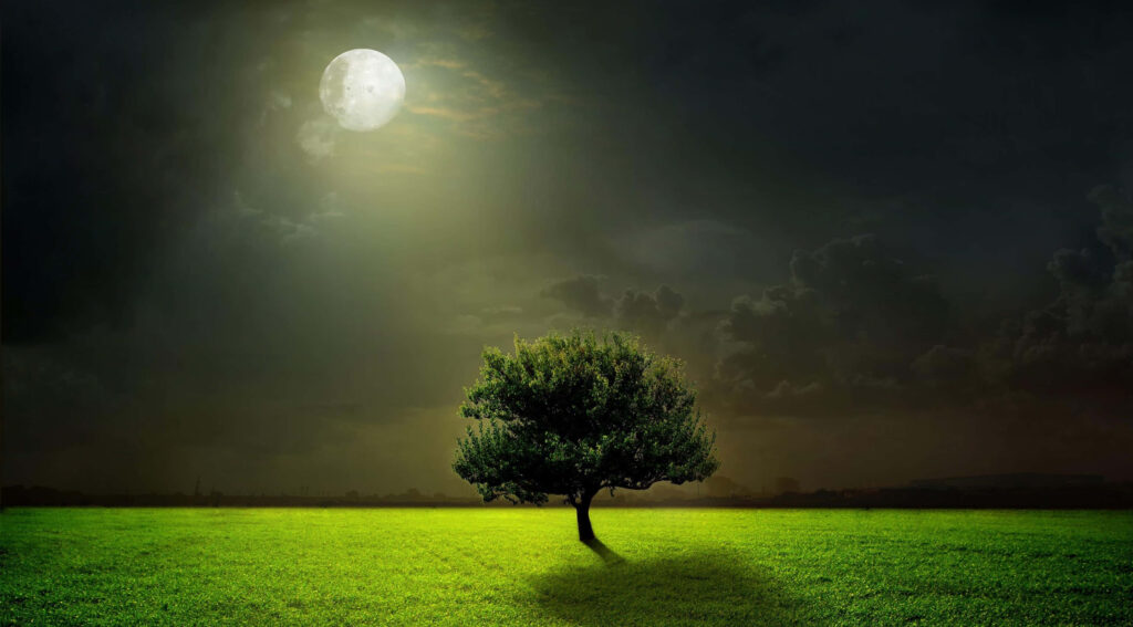Serene Moonlit Landscape Wallpaper: Lone Tree in Green Field