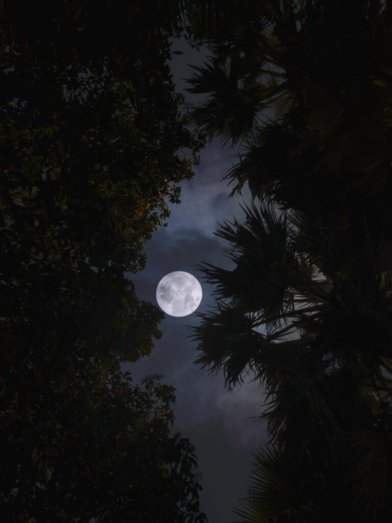 Serene Wallpaper: Bright Full Moon & Silhouetted Trees at Night