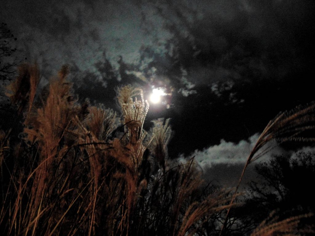 Glowing moonlight through wispy clouds over dark reeds night landscape wallpaper background