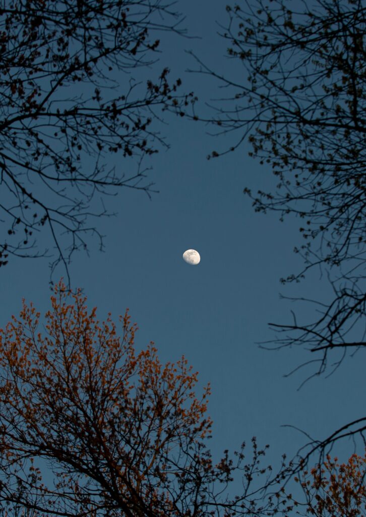 Delicate tree branches frame a serene moon in a calm evening sky wallpaper background