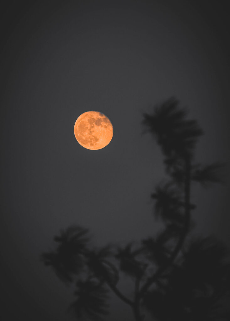 Tranquil Full Moon Wallpaper: Night Sky & Tree Silhouette Scene