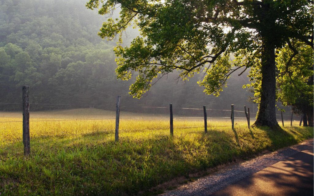 Serene morning dawn with sunlight through green trees and wire fence along rural road wallpaper