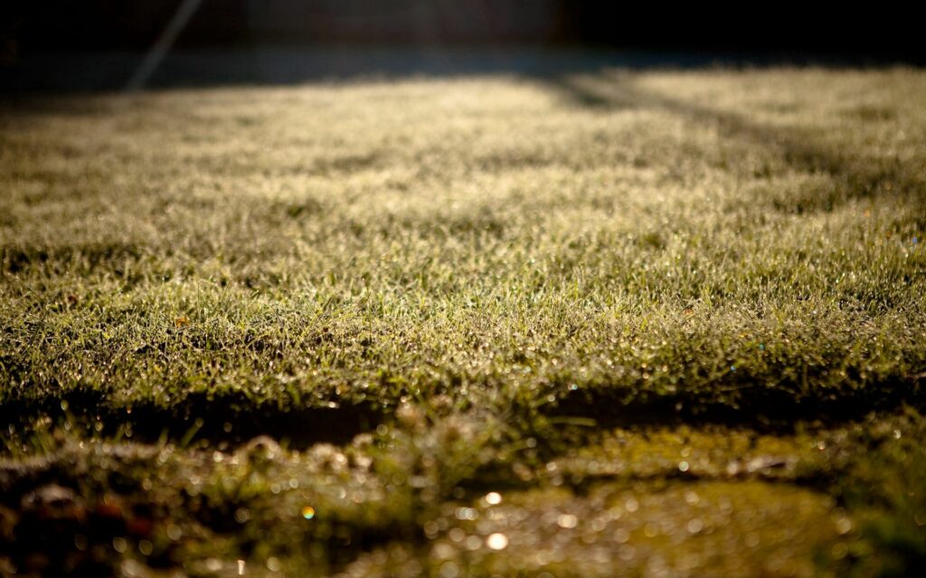 Tranquil morning dew on lush green grass with soft sunlight creating serene wallpaper background