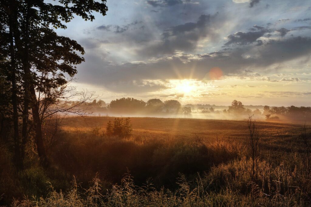 Serene morning field glowing under golden sunrise mist with tall grasses and silhouetted trees Wallpaper