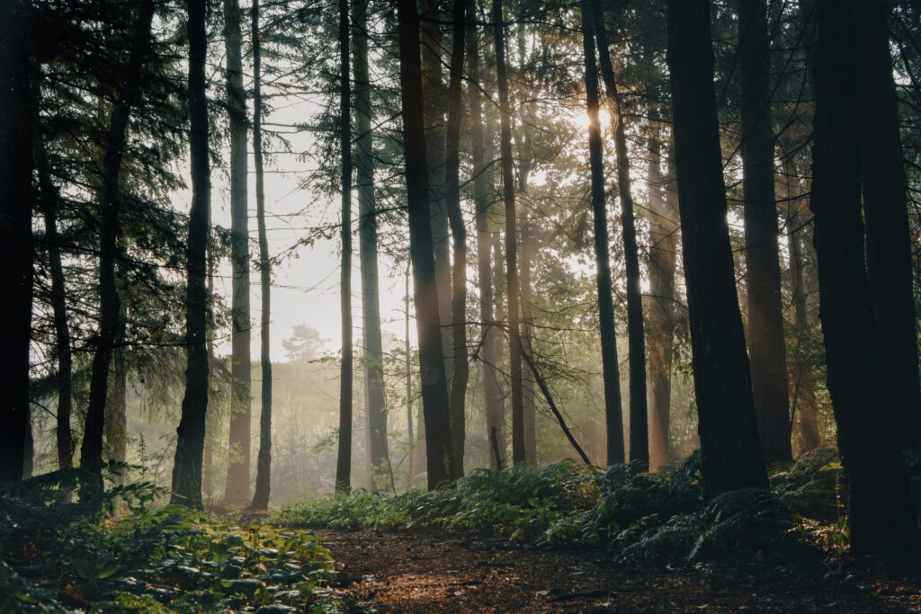 Tranquil forest wallpaper with tall trees winding path morning fog and sunlight streaming through leaves