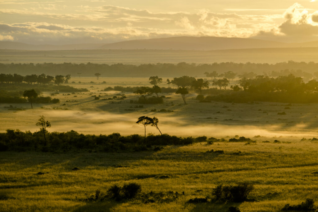 Serene foggy landscape with scattered trees and golden sunlight over vast grassy field wallpaper