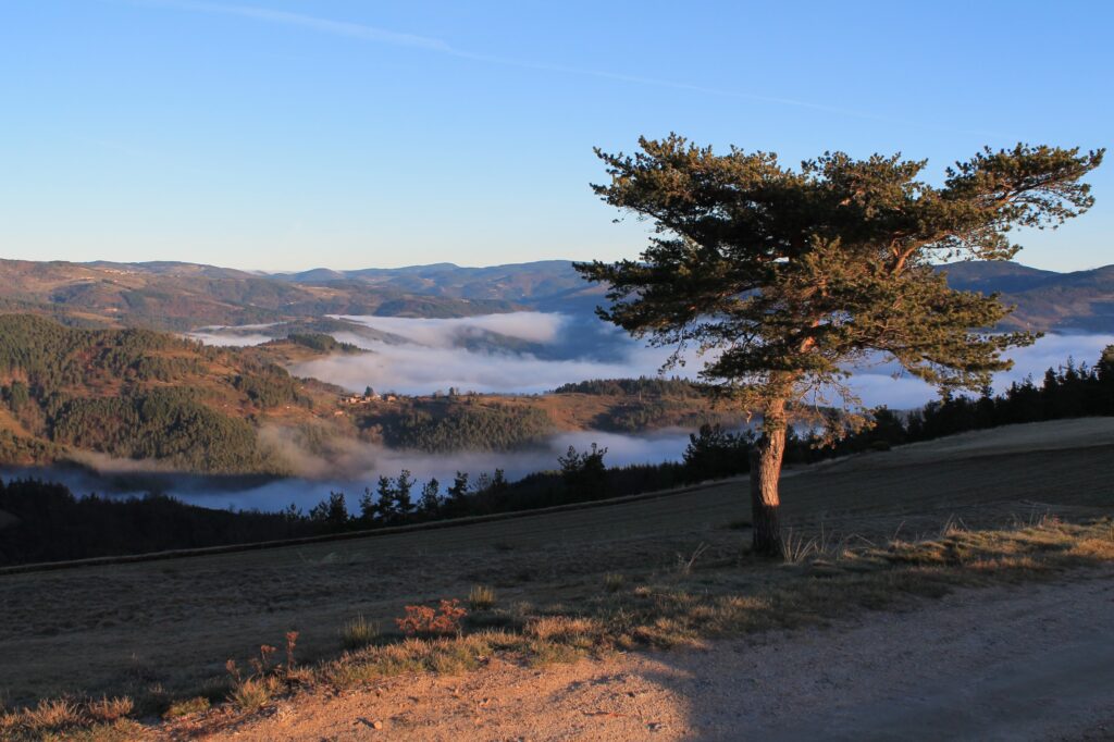Serene landscape wallpaper with rolling hills solitary tree morning fog peaceful mountains